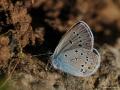 Polyommatus bellis (Çokgözlü Güzelmavi)